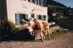 Tlisora Speck Stube.JPG